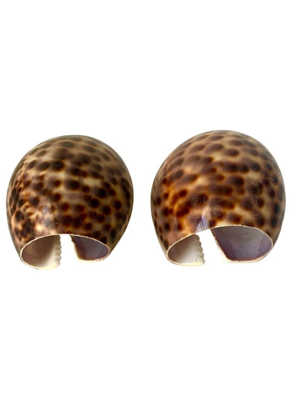6 Tiger Cowrie Shell Napkin Rings Table Decor - Picture 5 of 7